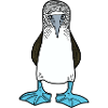 Blue-footed Booby_cute seabird