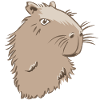Capybara head
