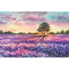 Lavender field.