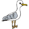 seagull