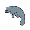 Manatee