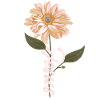Jesus flower