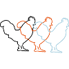 conceptions de poulet