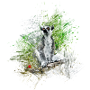 lemur
