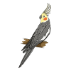 Cockatiel