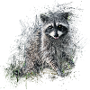 racoon