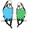 Cute budgie couple