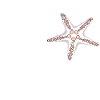 Ostseesternchen - Ostsee Seestern Geschenk