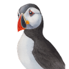Puffin il giardino delle specie Puffin