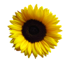 Sunflower, sunflower, flower, bloom, floral