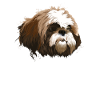 Shih Tzu Dog