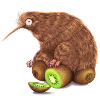 Kiwi on kiwi fruit
