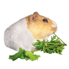 Guinea Pig Rossi 1