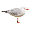 gull