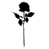 Black rose