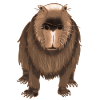 Funny capybara