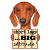 Dachshund Short Legs Big Attitude