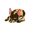 not today french bulldog