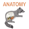 Anleitung Anatomie Waschbär