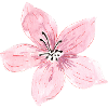 blossom