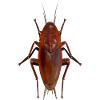 Cockroach