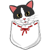 Chat dans la poche