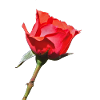 Une seule rose