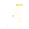 Maltese