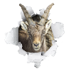 steinbock im durchbruch