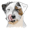 Terrier