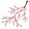 Fleur rose