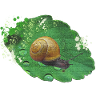 Photo d’escargots sur feuille, photos d’animaux