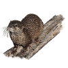 otter on branch