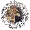 Buzzard Mandala