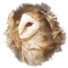 Barn Owl Schatzi