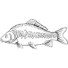 Carp 1
