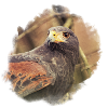Luzie Harris Hawk