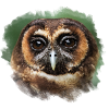 Black Owl