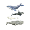 Baleines aquarelles