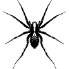 Spinne / Wolfsspinne