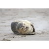 Baby seal on the beach