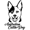 Australian cattle dog