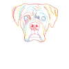 Boxer Dog Portrait