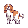 Cavalier King Charles Spaniel