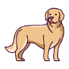 Golden retriever