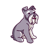 Miniature Schnauzer