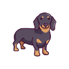 Dachshund