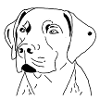 Labrador