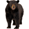 Brown bear