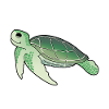 Sea Creatures Turtle Turtles